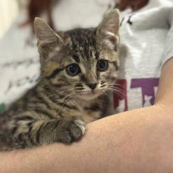 Domestic Medium Hair Cats Available for Adoption - Juniper | PetCurious