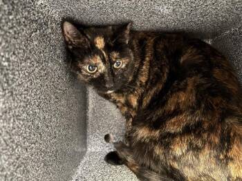Domestic Short Hair Cats Available for Adoption in Pueblo, Colorado - LULU IN THE BARN | PetCurious