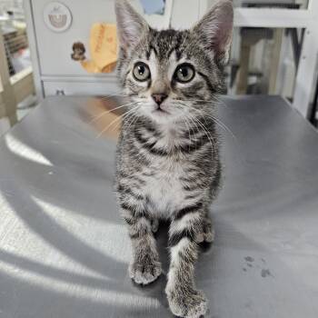 Rosemary -  Domestic Short Hair Cat Available for Adoption in Toledo, Ohio - Rosemary | PetCurious