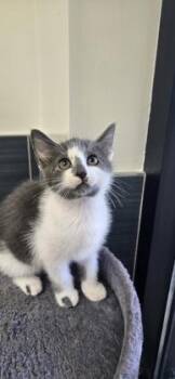 Aster -  Domestic Short Hair Cat for Adoption in Daphne, Alabama - Aster | PetCurious