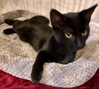 Rescue Domestic Short Hair Cats for Adoption in Lake Ozark, Missouri - WEDNESDAY | PetCurious