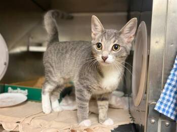 GALADRIEL -  Domestic Short Hair Cat for Adoption in Fort Wayne, Indiana - GALADRIEL | PetCurious