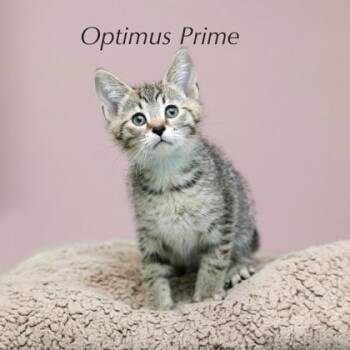 Optimus Prime -  Domestic Short Hair Cat for Adoption in Parma, Ohio - Optimus Prime | PetCurious
