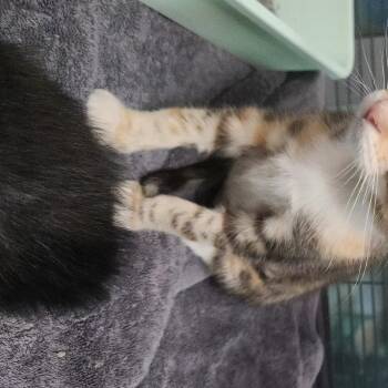Peekaboo -  Domestic Short Hair Cat for Adoption in Charleston, South Carolina - Peekaboo | PetCurious