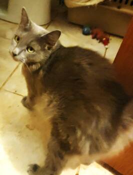 RUSSIA -  Russian Blue Cat for Adoption in Edgecliff Village, Texas - RUSSIA | PetCurious