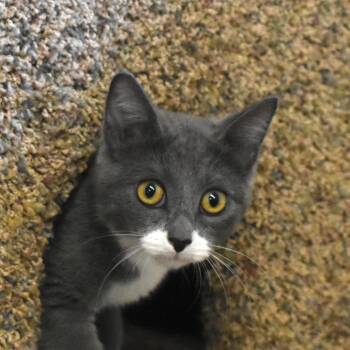 Ember -  Domestic Short Hair Cat for Adoption in Auburn, Nebraska - Ember | PetCurious