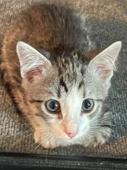 Donnie -  Domestic Short Hair Cat for Adoption in Newaygo, Michigan - Donnie | PetCurious