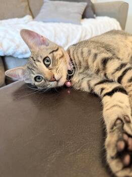 River -  Domestic Short Hair and Tabby Cat Available for Adoption in Frisco, Texas - River | PetCurious
