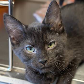 Edvard -  Domestic Short Hair Cat for Adoption in Jefferson, Wisconsin - Edvard | PetCurious