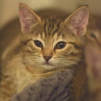 Havana -  Domestic Short Hair Cat for Adoption in Belleville, Illinois - Havana | PetCurious