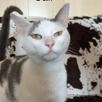 Cali -  Domestic Short Hair Cat for Adoption in Buffalo, Minnesota - Cali | PetCurious