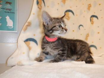 A1410270 -  Domestic Short Hair Cat for Adoption in San Jose, California - A1410270 | PetCurious