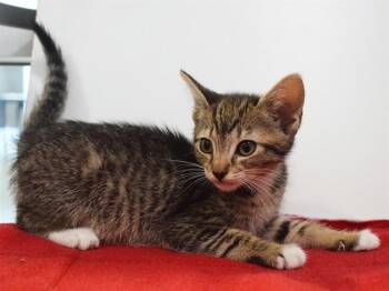 AIRA -  Domestic Short Hair Cat for Adoption in Sacramento, California - AIRA | PetCurious
