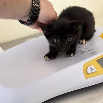 Hans -  Domestic Short Hair Cat for Adoption in Galax, Virginia - Hans | PetCurious