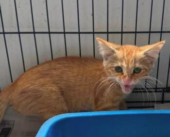 Walton -  Domestic Long Hair Cat for Adoption in Louisville, Illinois - Walton | PetCurious