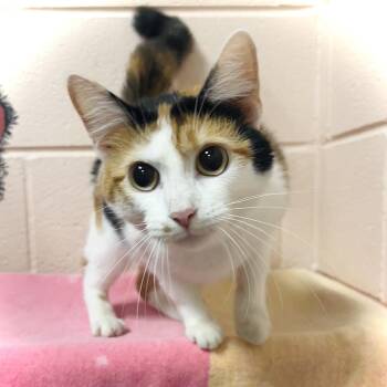 Nala -  Domestic Short Hair Cat for Adoption in Owosso, Michigan - Nala | PetCurious