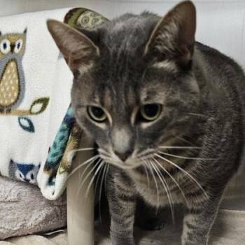 Domestic Short Hair Cats Available for Adoption in Schenectady, New York - Hoppy | PetCurious