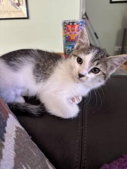 Cassie -  Domestic Short Hair Cat for Adoption in Kenosha, Wisconsin - Cassie | PetCurious