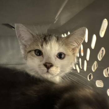 Mindy -  Domestic Short Hair Cat for Adoption in West Palm Beach, Florida - Mindy | PetCurious