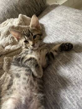 Rescue Domestic Short Hair Cats for Adoption in Evansville, Indiana - Zorg | PetCurious