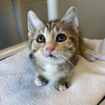Cecilia -  Domestic Short Hair Cat for Adoption in Bristol, Indiana - Cecilia | PetCurious
