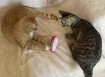Layla -  Domestic Short Hair Cat for Adoption in Bellevue, Washington - Layla | PetCurious