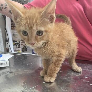 Rockstar -  Domestic Short Hair Cat for Adoption in Clanton, Alabama - Rockstar | PetCurious