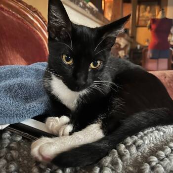 Rescue Domestic Short Hair Cats for Adoption in Los Angeles, California - Sparkler | PetCurious