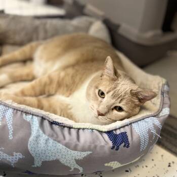 Domestic Short Hair Cats Available for Adoption in Portage, Michigan - Lil