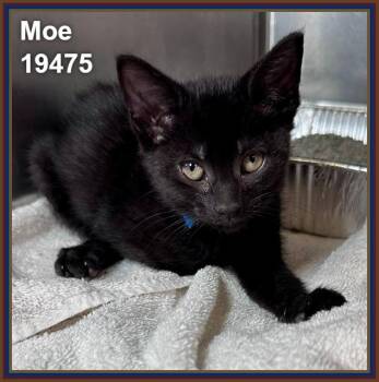 MOE (see also LARRY and CURLY) -  Domestic Short Hair Cat Available for Adoption in Marietta, Georgia - MOE (see Also LARRY And CURLY) | PetCurious