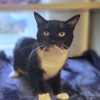 Domestic Short Hair Cats Available for Adoption - Hot Dog Flavored Water | PetCurious