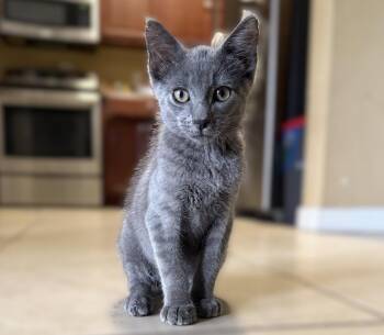 Nougat -  Domestic Short Hair Cat for Adoption in Fort Myers, Florida - Nougat | PetCurious