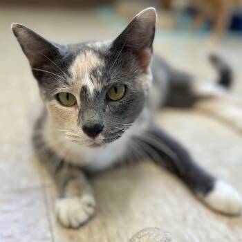 Rescue Domestic Short Hair Cats for Adoption in Roxboro, North Carolina - Snickerdoodle | PetCurious