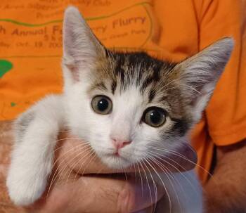 Leah -  Tabby and Domestic Short Hair Cat for Adoption in San Jose, California - Leah | PetCurious