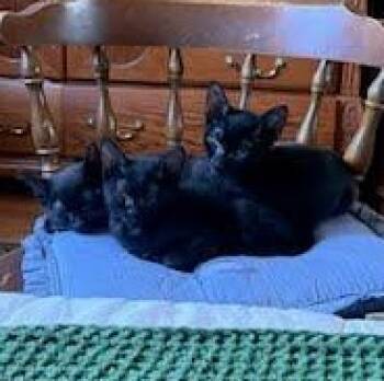 Raspberry Uncrustables -  Domestic Short Hair Cat for Adoption in Sacramento, California - Raspberry Uncrustables | PetCurious