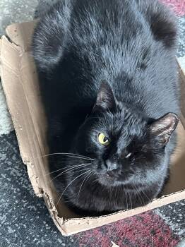 Rescue Domestic Short Hair Cats for Adoption in Philadelphia, Pennsylvania - Riyadh Lancaster | PetCurious