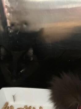 Domestic Long Hair Cats Available for Adoption - BEAUTY | PetCurious