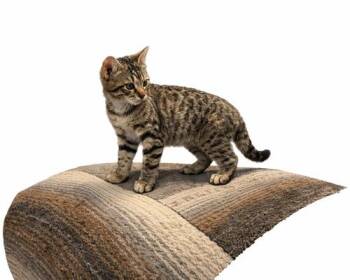 Florida Girl -  Domestic Short Hair Cat for Adoption in Tampa, Florida - Florida Girl | PetCurious