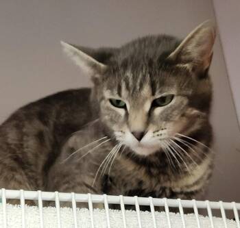 Wonetta -  Domestic Short Hair Cat for Adoption in Crossville, Tennessee - Wonetta | PetCurious