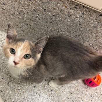 Cha-Cha -  Domestic Short Hair Cat for Adoption in Detroit Lakes, Minnesota - Cha-Cha | PetCurious