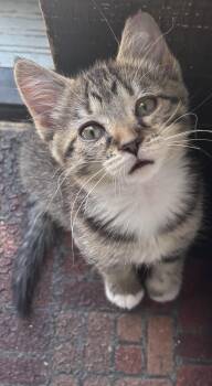 Tabitha -  Tabby Cat for Adoption in Cleveland, Ohio - Tabitha | PetCurious