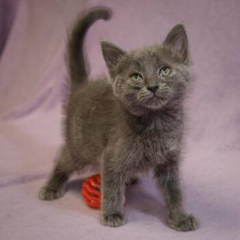 Petunia -  Domestic Short Hair Cat for Adoption in Versailles, Kentucky - Petunia | PetCurious
