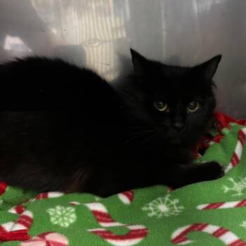 Domestic Long Hair Cats Available for Adoption - Minnow | PetCurious