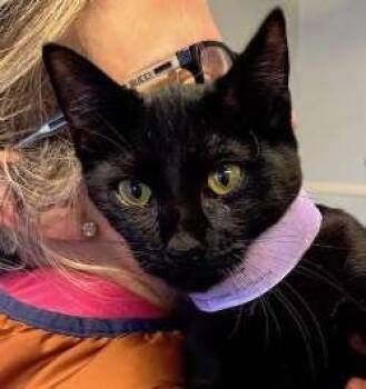 Rescue Domestic Short Hair Cats for Adoption in Sudbury, Massachusetts - Binx | PetCurious