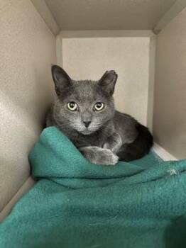 Domestic Short Hair Cats Available for Adoption in Quakertown, Pennsylvania - Poptart | PetCurious