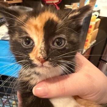 Rogue -  Domestic Short Hair Cat for Adoption in Silver Spring, Maryland - Rogue | PetCurious