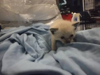 Domestic Short Hair Cats Available for Adoption in Doral, Florida - SIA | PetCurious