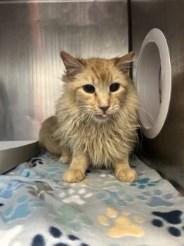 Domestic Medium Hair Cats Available for Adoption - 60781568 | PetCurious