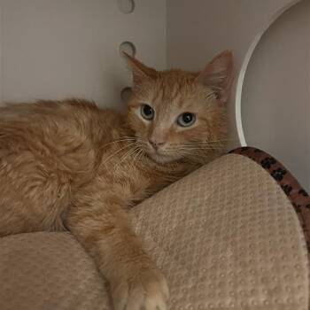 Domestic Short Hair Cats Available for Adoption in Bentonville, Arkansas - Dreamsicle | PetCurious