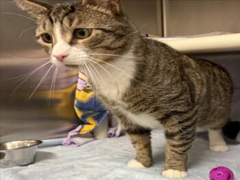 BLINDY -  Domestic Short Hair Cat for Adoption in Derwood, Maryland - BLINDY | PetCurious